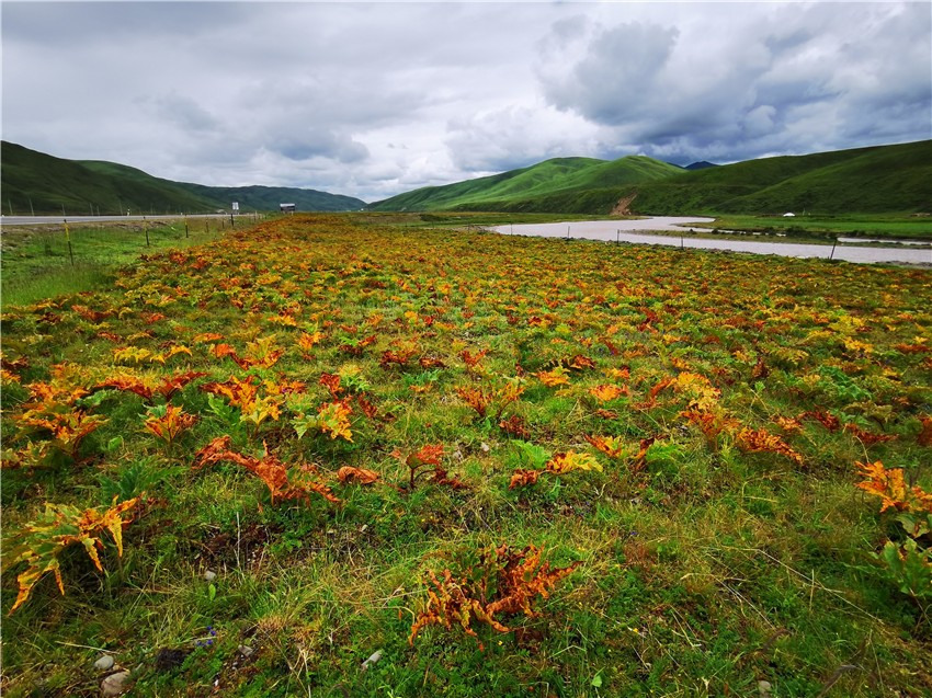 長勢喜人.jpg 長勢喜人.jpg