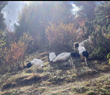 圖為一群白馬.png 圖為一群白馬.png