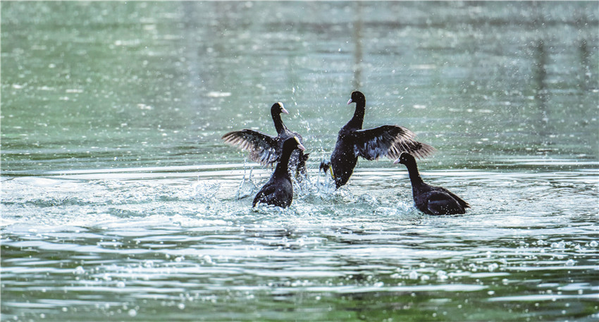 白骨頂雞.jpg 白骨頂雞.jpg