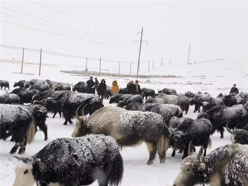 地處“云端之上”生命禁區(qū)“的農(nóng)行石渠支行80后青年益西多吉說”今年疫情流行，大伙冒雪下鄉(xiāng)送金融服務，新年首日就為農(nóng)戶發(fā)放了3000多萬元，點亮百姓牦牛致富夢，疫情終將過去，筑夢春天，我們協(xié)力點燃牧民發(fā)展信心“.jpg