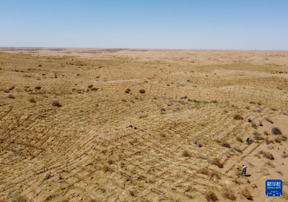 2024年4月10日，群眾在古浪縣八步沙林場(chǎng)麻黃塘沙區(qū)用草方格壓沙。新華社發(fā)（無(wú)人機(jī)照片）